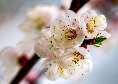 Japanese Apricot Flowers