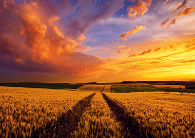 Wheat field in sunset