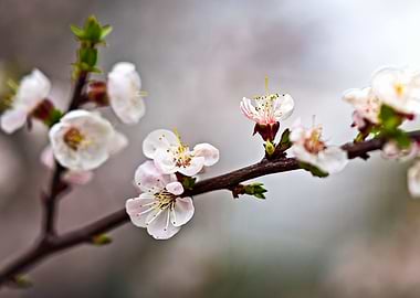 Elegant Japanese Apricot