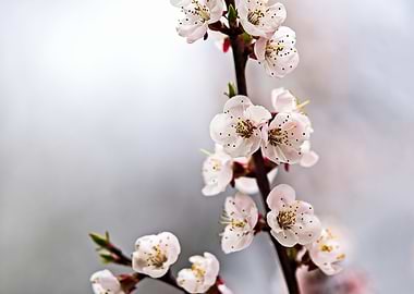 Spring Blossoms On Grey