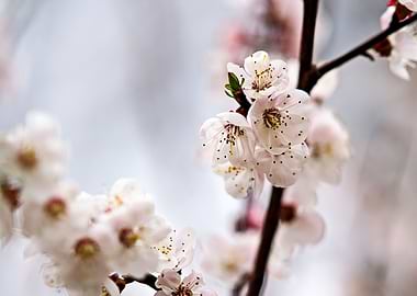 Apricot Flowers On Grey