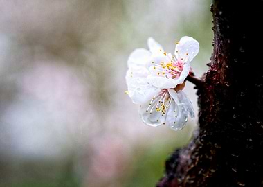 Wet Apricot Flower On Grey