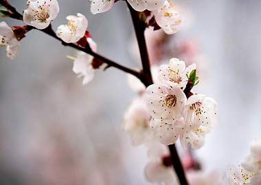 Japanese Apricot Blossoms