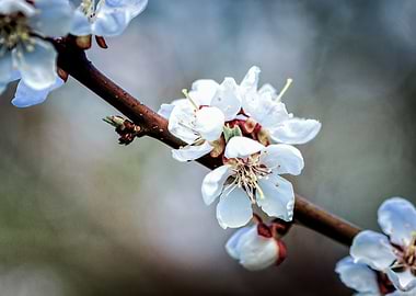 Cluster Of Apricot Flowers