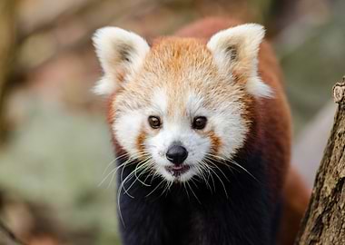 red baby panda