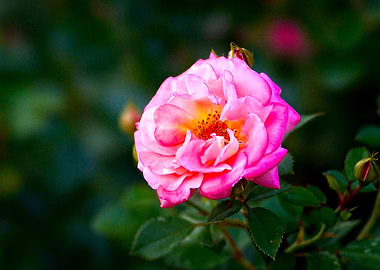 Charming Pink Rose Flower