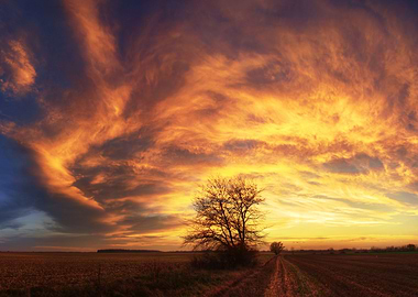 Sunset with lonesome tree