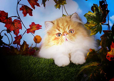 Siamese cat fluffy brown c