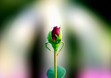 Rose Bud In Heavenly Light