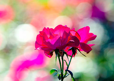 Pink Roses Colorful Light