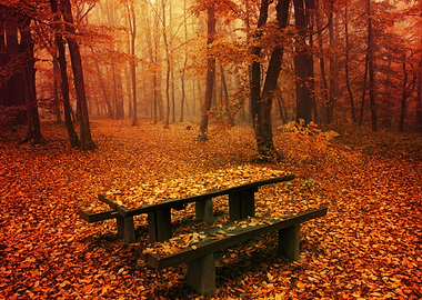 Park bench in autumn
