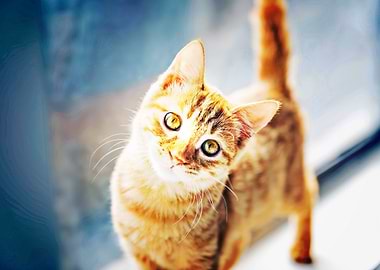 ginger cat bokeh pets cats