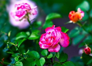 Dark Pink Roses Green Bush