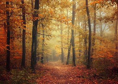 Misty fall forest
