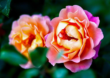 Two Rose Flowers On Green