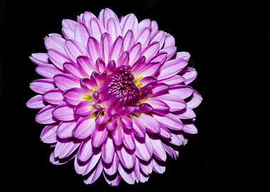 Purple chrysanthemum