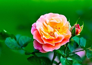 Chic Rose Flower On Green