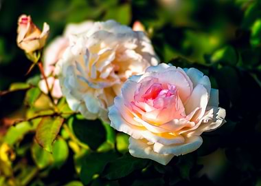 Pink Beige Rose Flowers