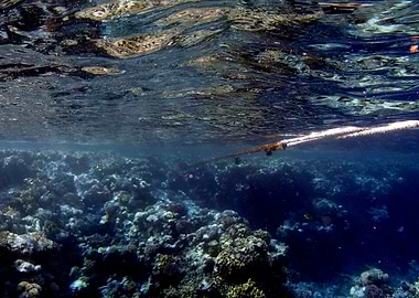 Snorkeling in Greece
