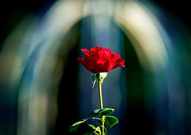 Bless You Red Rose Flower