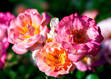 Pink Yellow Rose Flowers