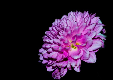 Purple chrysanthemum side