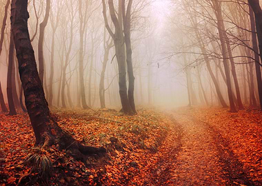 Misty autumn forest
