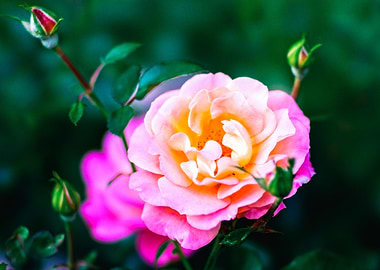 Rose Flower And Buds