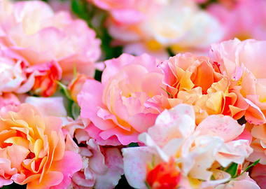 Adorable Pink Rose Flowers