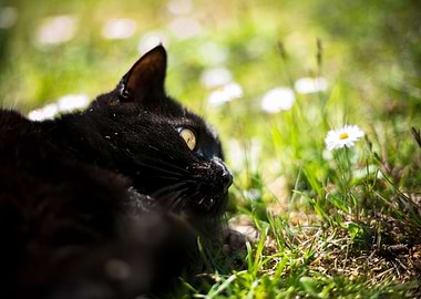 Cat VS daisies