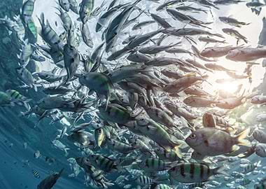 Animal Fish Fishes Underwa