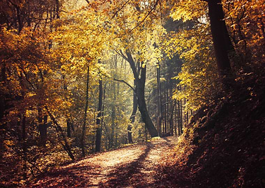 Autumn lights and shadows