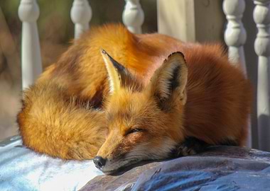 sleeping fox