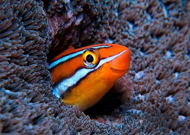 Animal Fish Fishes Sea Lif
