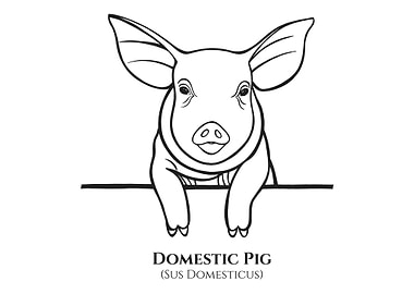 Piggy with Latin name