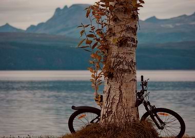 The tree and the bicycle