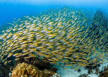 Animal Fish Fishes Underwa