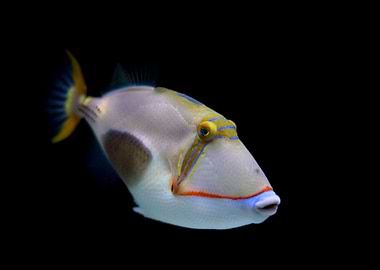 Animal Fish Fishes