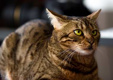 Animal Cat Cats Green Eyes