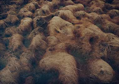Tussock of delight II