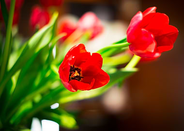 Red tulip