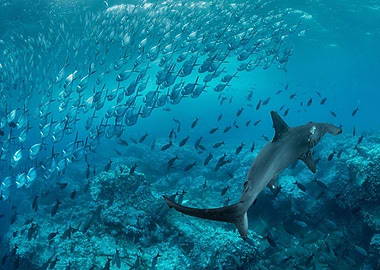 Animal Fish Fishes Wildlif