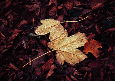 Fallen autumn leaves