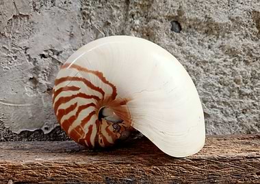 Shell Series (No. 1)