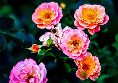 Pink Rose Flowers On Green