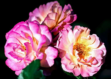 Three Pink Rose Flowers