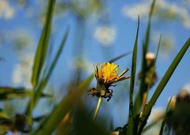 Yellow flower struggling