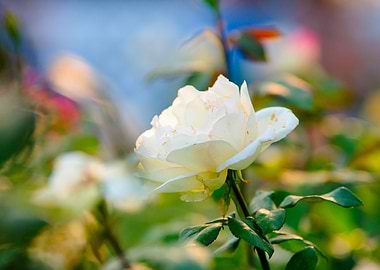 Sunlit White Rose Flower