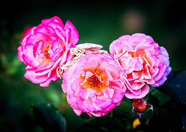 Three Nice Rose Flowers