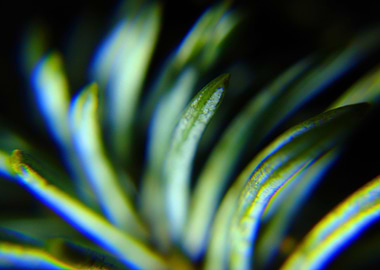 minimalistic green nature2